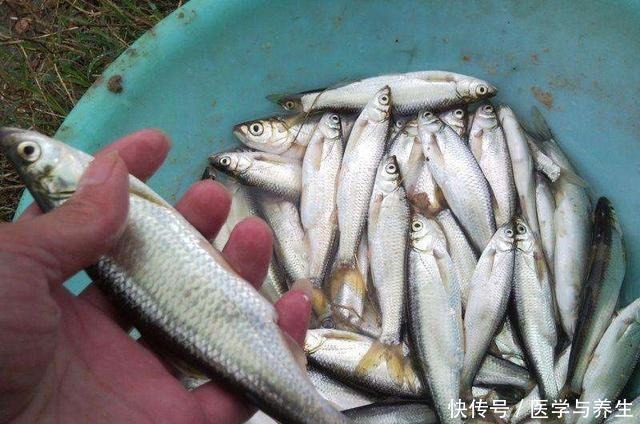 拉白条鱼的乐趣,随便找个水库边连竿