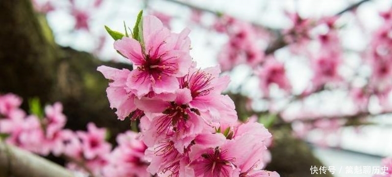 白居易很有哲理的一首诗,看似写得很普通,但读来令人赞叹不已!