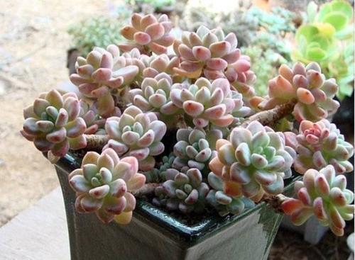 达摩福娘|养多肉植物选它,造型别致,香味宜人,养护简单,值得拥有!