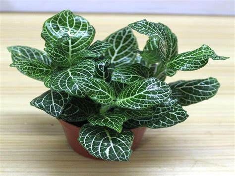 养花试试这几款，叶色优雅，平时浇水也不能出现盆内积水的情况