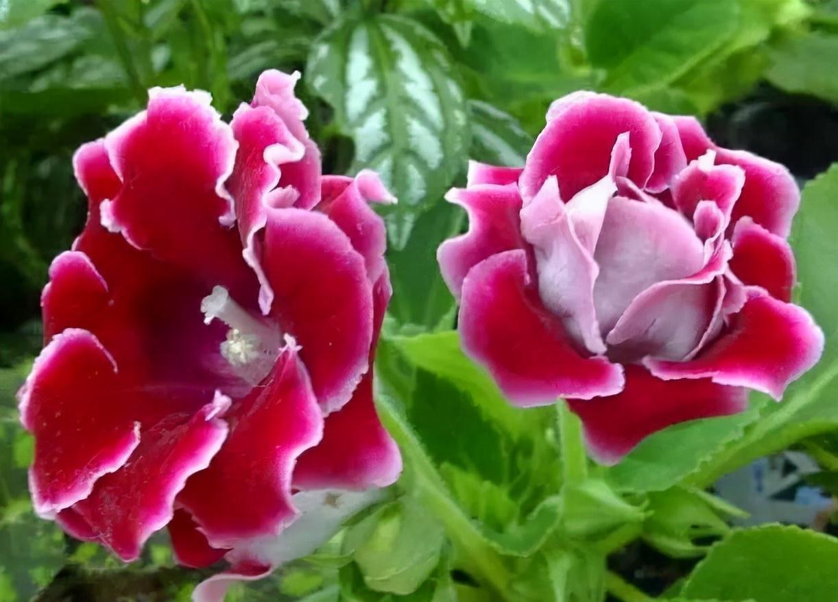 养花|大岩桐怎么养?记住3招,花朵大又美、四季有花、姹紫嫣红