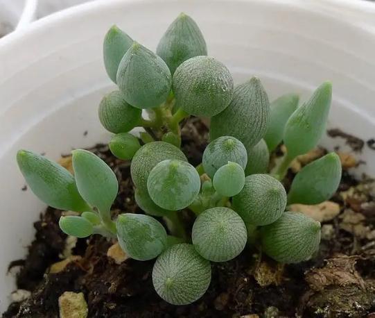 多肉达人手把手教你怎么把肉嘟嘟、圆滚滚的“锦上珠”养爆盆