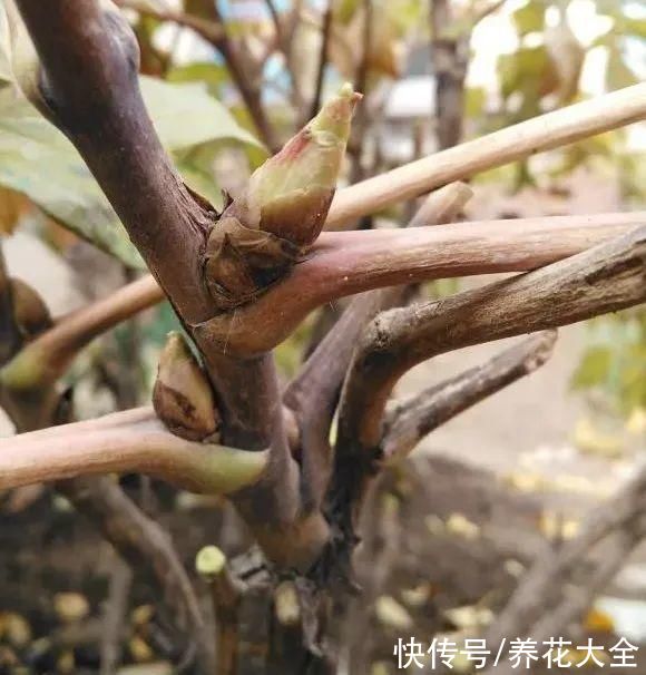 株形|7月必剪花，要抓紧时间，不然剪晚了不开花