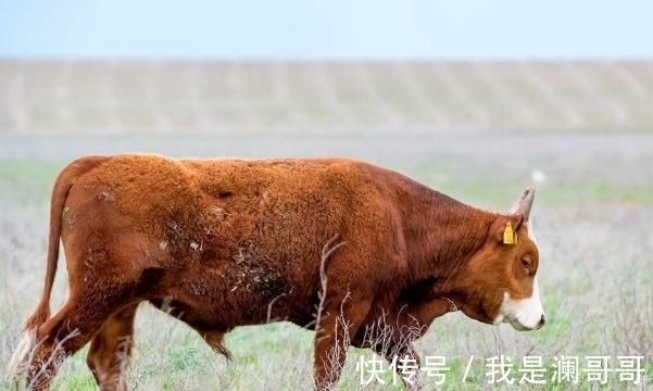 喜运|十二生肖中，哪些人12月喜运成双，鲤鱼翻身，事业腾飞，前程似锦