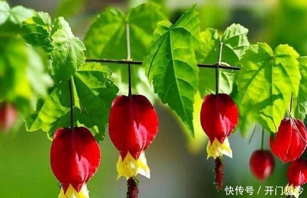 对待|3种花颜值超高,花色艳丽,全年开花,对待新手很友好