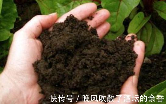 养花施肥不懂!摸清这3知识点,保证盆栽用对肥得到最佳效果