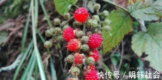 刺泡|农村没人吃的果子,城里人想吃都买不到,好吃又是慢性肝炎福音