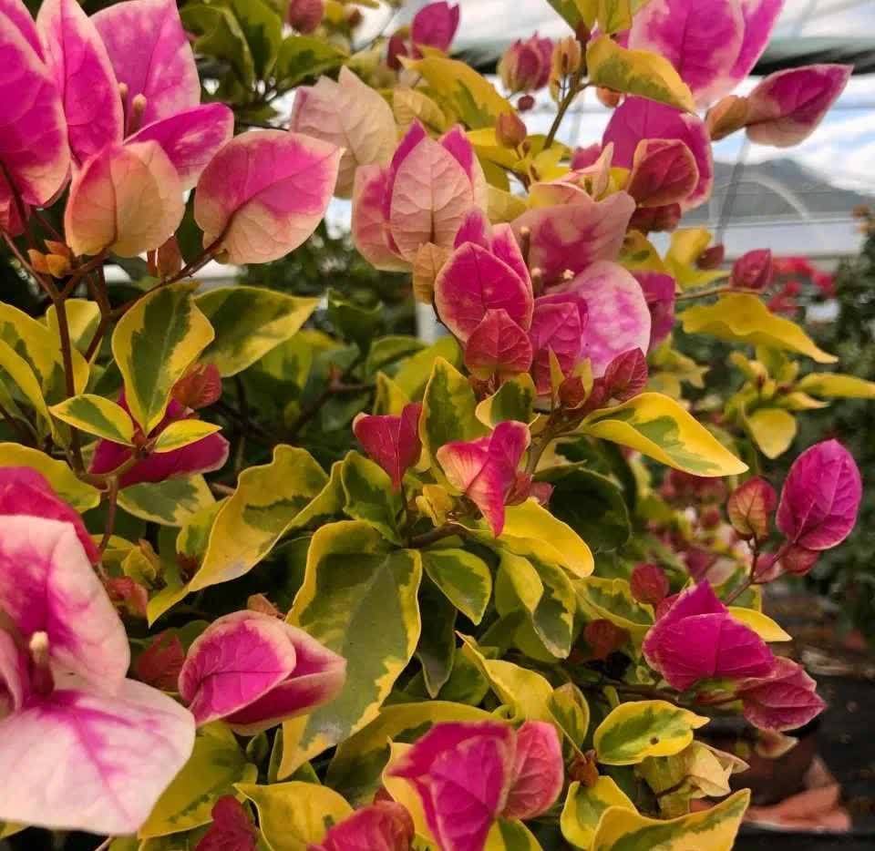 这5种耐旱花,浇水要小心,不烂根不黄叶,养旺很简单