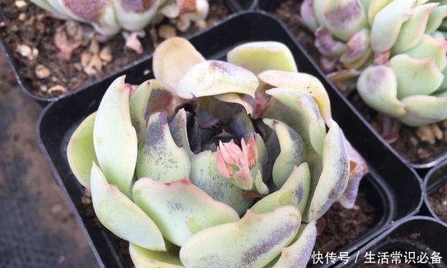 多肉烟煤病来袭，这5种特别容易得，一不小心叶子就没有了！