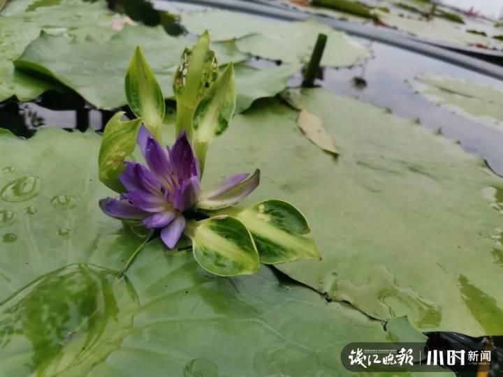 三潭印月|美炸了!三潭印月睡莲中的“大姐大”王莲,开了今年的第一朵花