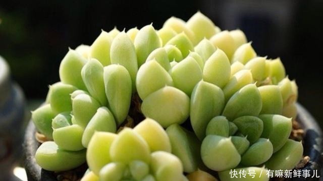 媳妇又给花姐买多肉了，花姐高兴的栽上多肉，院子里全是花，高兴！