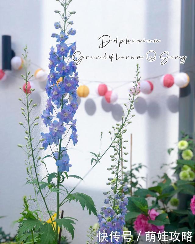 聪明人都在养的五种花，花期长、寓意好，花开一簇簇，好看极了！