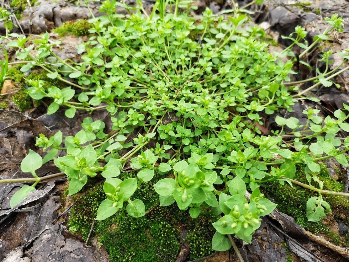 野菜|49种野菜大图片，带你见识不同的野菜和吃法，你想要的野菜这里有