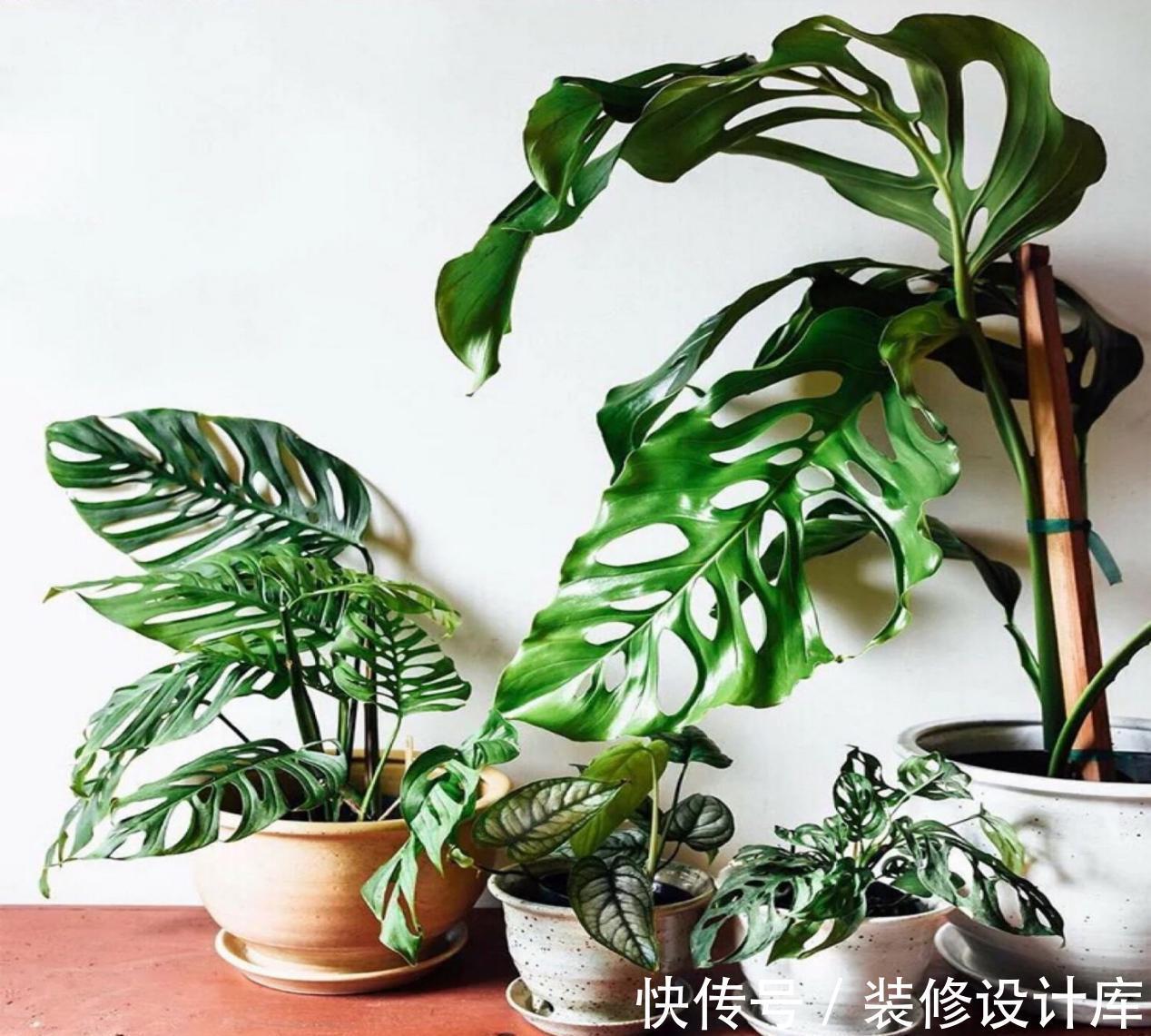 植物|浇花,用好这4种“水”,效果就像打了激素,刺激植物疯长