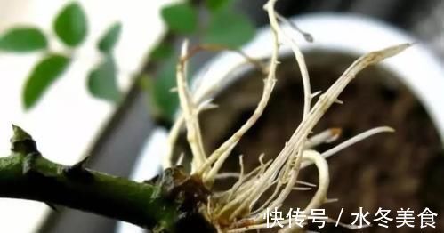 养花也要用点药,每次只需1粒,不黄叶,不烂根,新叶蹭蹭长