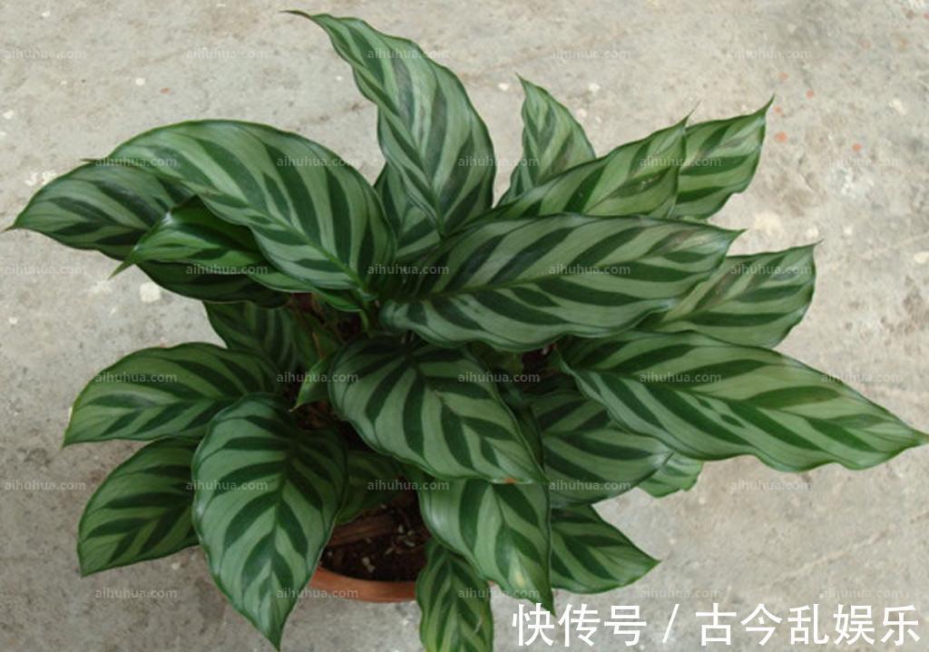油画|养花试试这几款,叶子色彩斑斓,如油画般