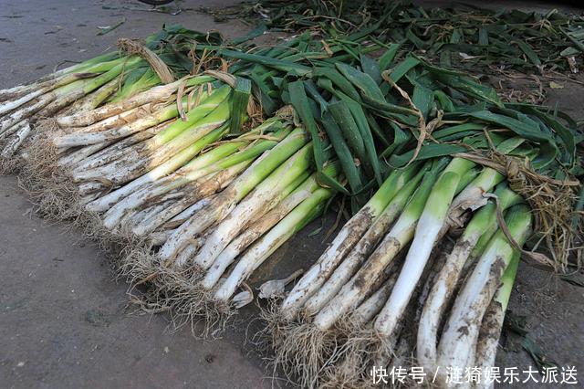土埋法|今天才知道,原来保存大葱这么简单,不空心不烂根,放半年不会坏