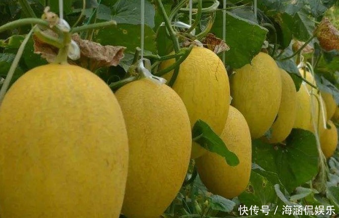 哈密瓜又甜水分也多,哈密瓜应该怎么挑选大家一起看看吧!
