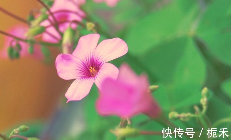 人缘|从本周六开始,五福临门,人缘爆棚,事业兴旺的三大星座