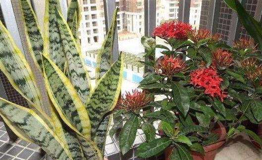 厨房里的1种垃圾别扔，养花盆里掺一点，枝叶茂盛开花艳