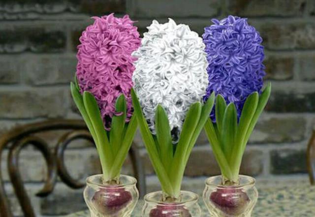 冬季有4种花是“一次性”植物,开完扔掉就行,再养浪费时间!