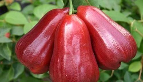 想长寿先养肝,肝毒最怕它,一周吃2次,排出肝脏毒素更健康!