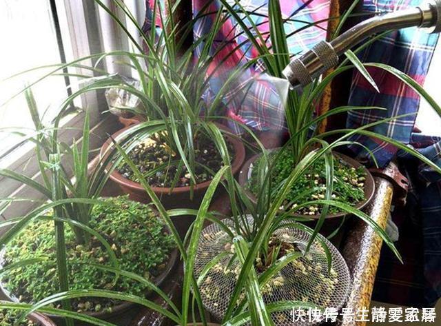 掌握室内养兰“6要素”，再难养的兰花也不烂根，长势好年年开花