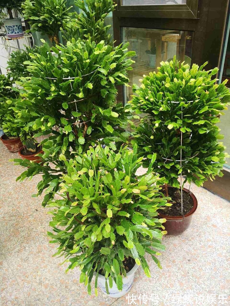 植株|夏天养蟹爪兰，“3点”做不好，黄叶、耷拉、介壳虫，活不到秋天