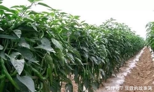 吃火锅|这果子吃货都离不开,却不知吃叶子可补钙,常拿去当柴火烧