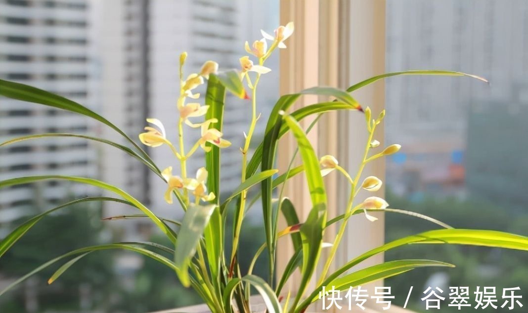 植料|给兰花换盆，注意5个“要点”，保证兰花根系壮，后期长势旺