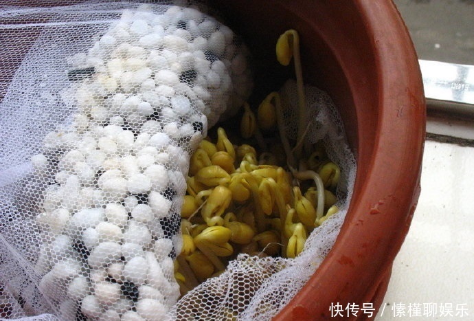 生菜|现在开始,花盆里养上“3种菜”,整个冬天“吃火锅”随便摘