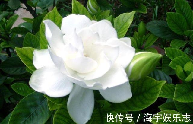 花苞|栀子花花期养护你知道吗这几点很重要，否则容易造成花苞脱落