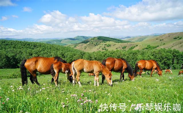 马儿|中国避暑的首选目的地，自驾爱好者的天堂，一路风景如画