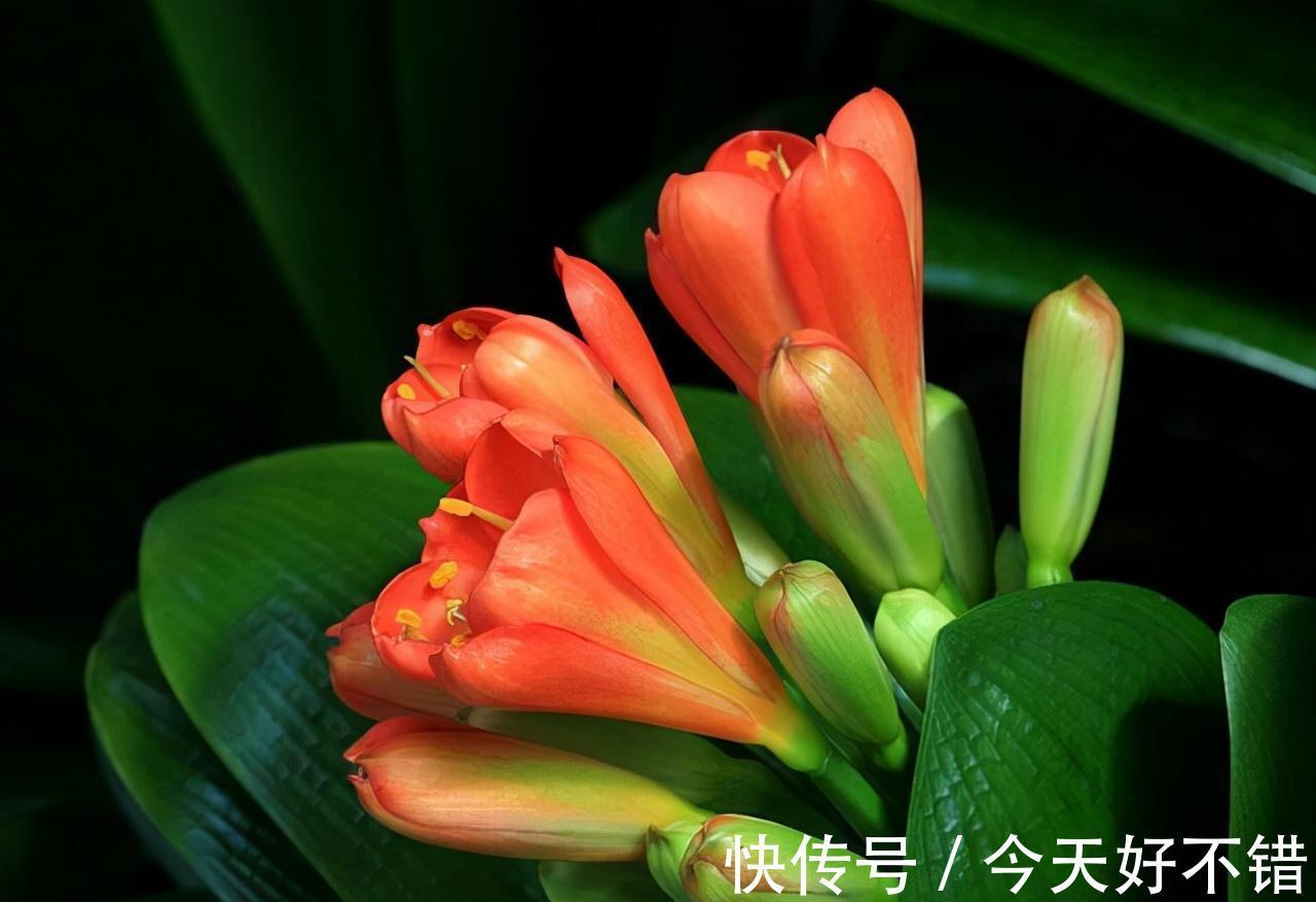 要想养好君子兰,这3步不能少,做好了新叶蹭蹭冒