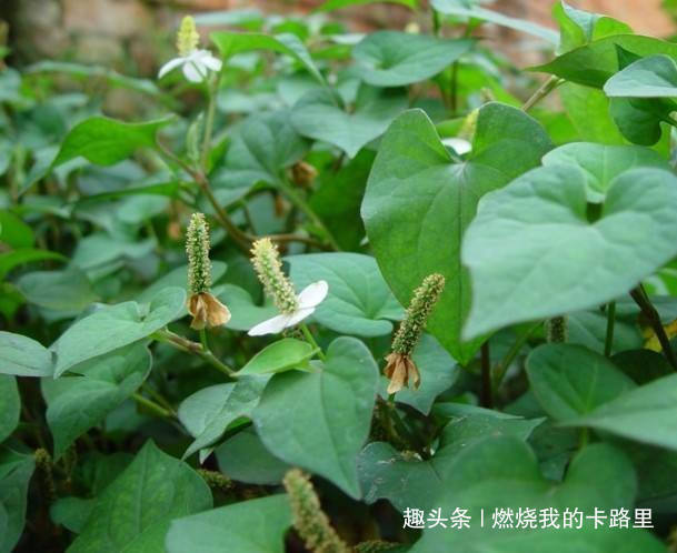 鱼腥草|女性常用此物泡水喝，杀菌消炎，去除异味，皱纹淡了，远离妇科病