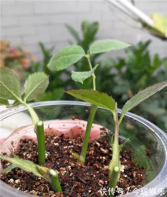 2种扦插法,插什么活什么,养花人都要会,新手也能做得好!