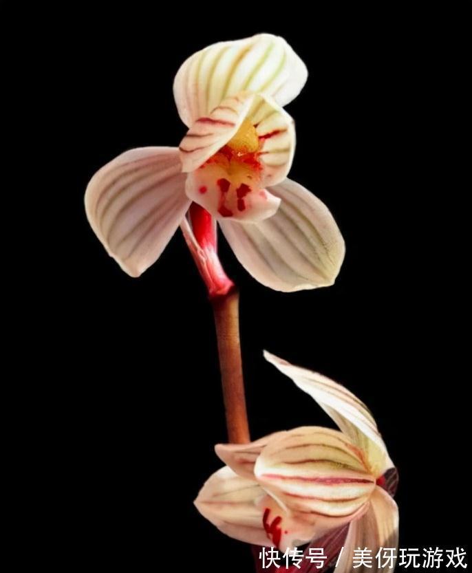 兰花瓣型详细解说,快来瞧瞧您养的兰花是什么瓣型吧