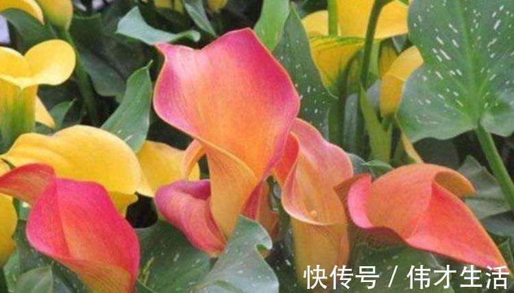 活易|适合夏季养的花，好活易爆盆，名字好听花更美，越养越上瘾