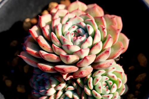 蓝姬莲是姬莲系多肉中的大块头,不但茎秆粗壮,而且特别容易爆盆