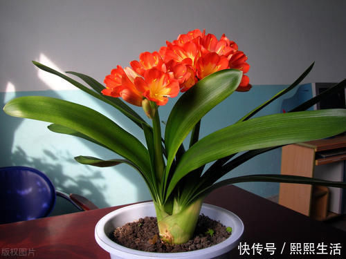 叶片|君子兰入夏要“静养”，3件事不能做，不然黄叶、花难开