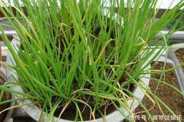 4步教你盆栽小葱,又粗又“肥硕”,不用再去菜市场买啦