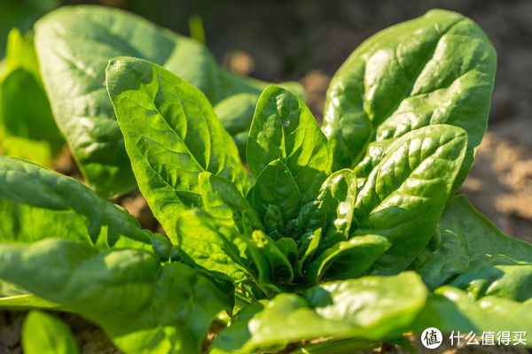 菜市场买菠菜，别管圆叶尖叶，切记“3不买”，回回挑到好菠菜