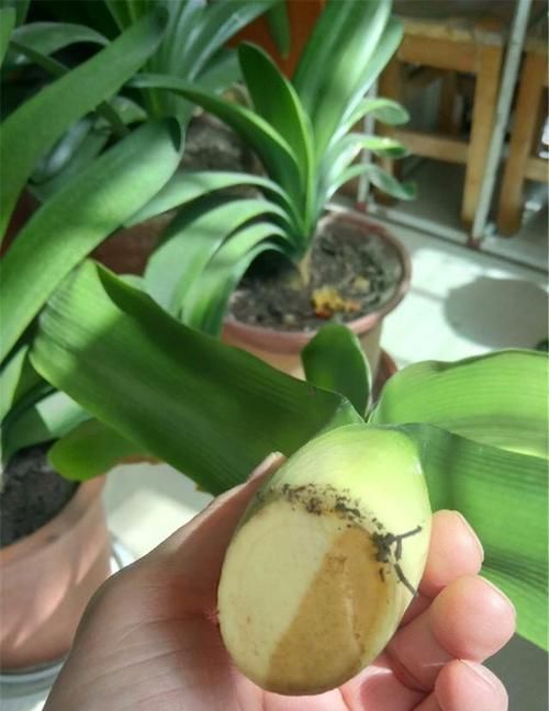 根系|让君子兰“快生根”用上1种“好宝贝”,2周长满狗牙根