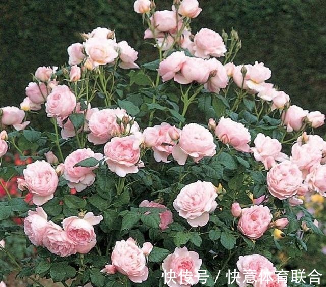 灌木|浓香月季品种大盘点，20个强香品种图文介绍。种一颗满屋飘香！