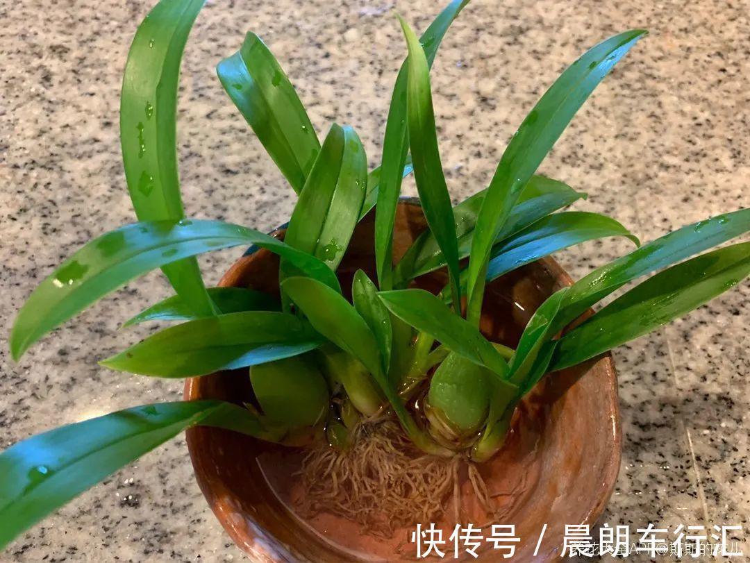 绿萝可以扔了,养盆“格调”花,颜值高还有气质