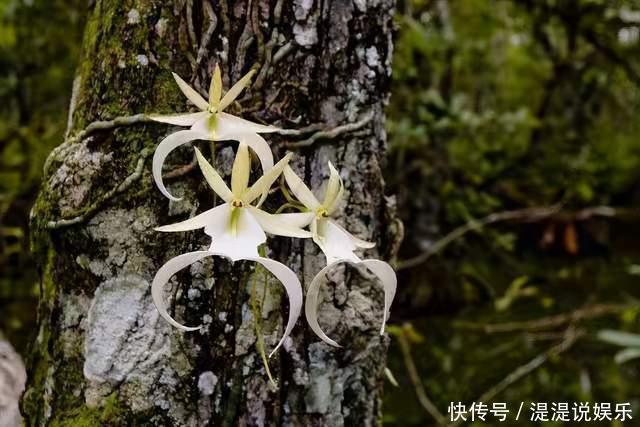 世界上最贵的6种花,植物界的“无价之花”,看看你认识几种