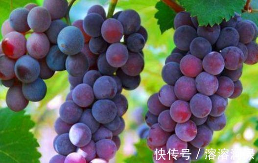 葡萄|对身体最好的3种食物,营养丰富、滋润肌肤,好处多多!