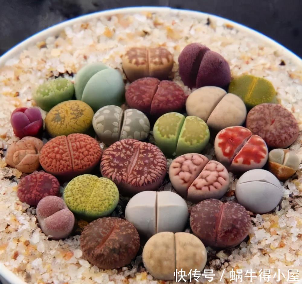 多肉植物|3种多肉不怕阴，北阳台摆几盆，清新可爱，生机勃勃