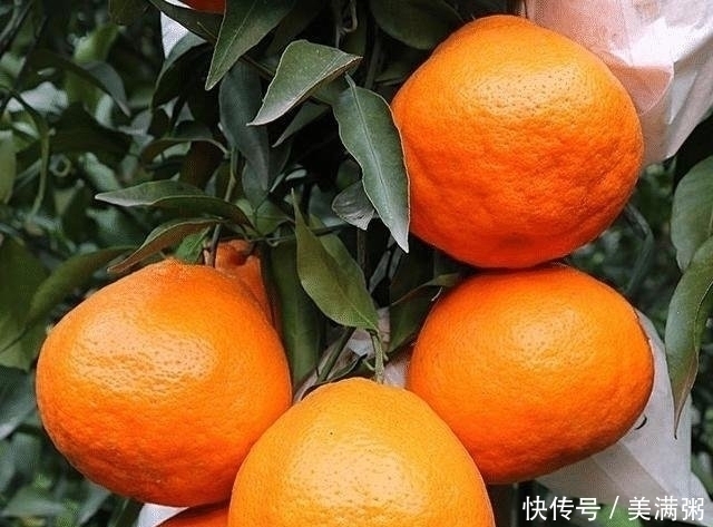 看完|你家还在吃丑橘吗现在知道不算晚,看完后请帮忙转告身边人