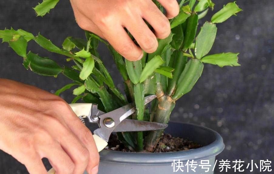 花芽|秋天养这3种花，不要修剪得太晚，不然影响孕蕾开花